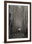 A Walk in the Woods-Art Wolfe-Framed Photographic Print