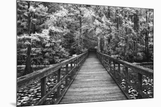 A Walk Into Tranquility-Mike Jones-Mounted Art Print