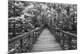 A Walk Into Tranquility-Mike Jones-Mounted Art Print