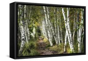 A Walk Through the Birch Trees-Danny Head-Framed Stretched Canvas