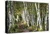 A Walk Through the Birch Trees-Danny Head-Stretched Canvas