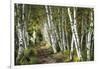 A Walk Through the Birch Trees-Danny Head-Framed Art Print