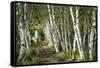 A Walk Through the Birch Trees-Danny Head-Framed Stretched Canvas