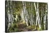 A Walk Through the Birch Trees-Danny Head-Stretched Canvas