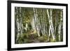 A Walk Through the Birch Trees-Danny Head-Framed Art Print