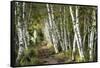 A Walk Through the Birch Trees-Danny Head-Framed Stretched Canvas