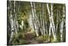 A Walk Through the Birch Trees-Danny Head-Stretched Canvas