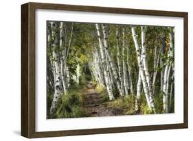 A Walk Through the Birch Trees-Danny Head-Framed Art Print