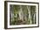 A Walk Through the Birch Trees-Danny Head-Framed Art Print