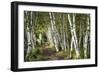 A Walk Through the Birch Trees-Danny Head-Framed Art Print