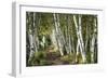 A Walk Through the Birch Trees-Danny Head-Framed Art Print