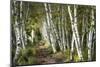 A Walk Through the Birch Trees-Danny Head-Mounted Art Print