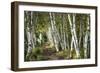 A Walk Through the Birch Trees-Danny Head-Framed Premium Giclee Print