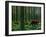 A Walk Through the Woods-null-Framed Giclee Print