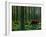 A Walk Through the Woods-null-Framed Giclee Print