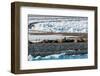 A walrus colony basks on a strip of land amid ice floe in the Arctic. Moffen, Svalbard, Norway.-Sergio Pitamitz-Framed Photographic Print