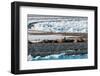 A walrus colony basks on a strip of land amid ice floe in the Arctic. Moffen, Svalbard, Norway.-Sergio Pitamitz-Framed Photographic Print