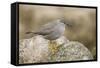 A Wandering Tattler on the Southern California Coast-Neil Losin-Framed Stretched Canvas