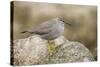 A Wandering Tattler on the Southern California Coast-Neil Losin-Stretched Canvas