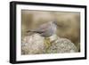 A Wandering Tattler on the Southern California Coast-Neil Losin-Framed Premium Photographic Print