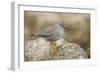 A Wandering Tattler on the Southern California Coast-Neil Losin-Framed Premium Photographic Print