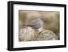 A Wandering Tattler on the Southern California Coast-Neil Losin-Framed Photographic Print