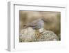 A Wandering Tattler on the Southern California Coast-Neil Losin-Framed Photographic Print