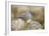 A Wandering Tattler on the Southern California Coast-Neil Losin-Framed Photographic Print