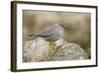 A Wandering Tattler on the Southern California Coast-Neil Losin-Framed Photographic Print