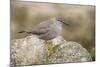 A Wandering Tattler on the Southern California Coast-Neil Losin-Mounted Photographic Print