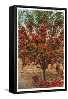 A Washington Apple Tree-null-Framed Stretched Canvas