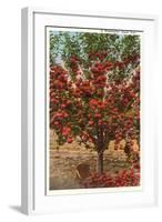 A Washington Apple Tree-null-Framed Art Print