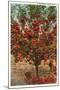 A Washington Apple Tree-null-Mounted Art Print