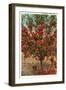 A Washington Apple Tree-null-Framed Art Print