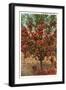 A Washington Apple Tree-null-Framed Art Print