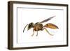A Wasp-Tim Knepp-Framed Giclee Print