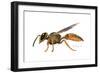 A Wasp-Tim Knepp-Framed Giclee Print