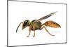 A Wasp-Tim Knepp-Mounted Giclee Print