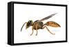 A Wasp-Tim Knepp-Framed Stretched Canvas