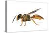 A Wasp-Tim Knepp-Stretched Canvas