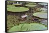 A water lily amongst water lily pads, Colombia, South America-Nando Machado-Framed Stretched Canvas