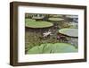 A water lily amongst water lily pads, Colombia, South America-Nando Machado-Framed Photographic Print