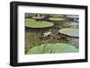 A water lily amongst water lily pads, Colombia, South America-Nando Machado-Framed Photographic Print