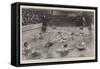 A Water Polo Match at a London Swimming Club-William Small-Framed Stretched Canvas