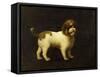 A Water Spaniel, 1769-George Stubbs-Framed Stretched Canvas