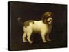 A Water Spaniel, 1769-George Stubbs-Stretched Canvas