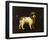 A Water Spaniel, 1769-George Stubbs-Framed Giclee Print