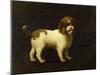 A Water Spaniel, 1769-George Stubbs-Mounted Giclee Print