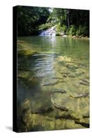 A Waterfall and Fish in the Rio Do Peixe in Bonito, Brazil-Alex Saberi-Stretched Canvas