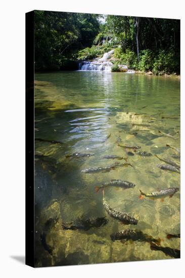 A Waterfall and Fish in the Rio Do Peixe in Bonito, Brazil-Alex Saberi-Stretched Canvas